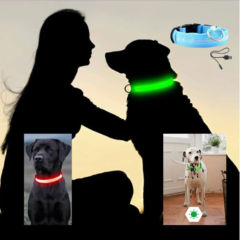 chien assis dans l obscurite avec collier lumineux pour chien visible a 350 metres