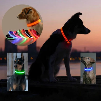 chien assis de nuit avec collier led rechargeable pour des sorties securisees