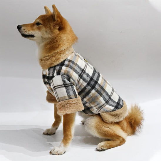 Chien assis profil avec manteau pour chien carreaux