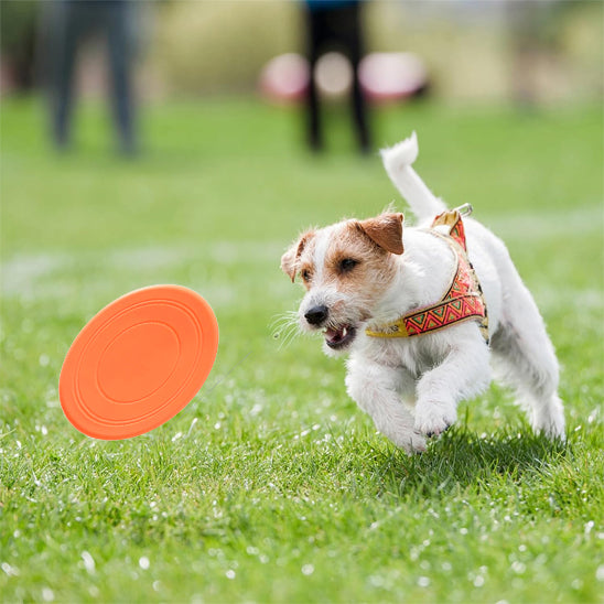 Chien court pour attraper son frisbee chien orange dans le parc