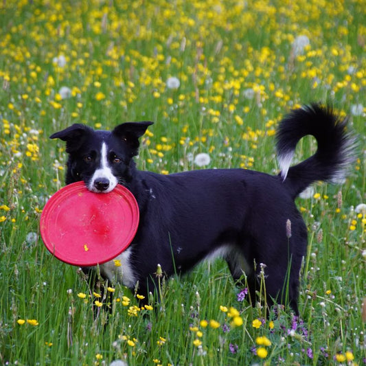 Chien dans l’herbe haute avec son frisbee chien , moment complice