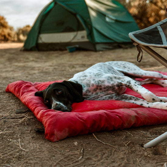 Chien détendu dormant sur tapis pour chien rouge camping tente