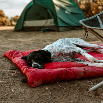 Chien détendu dormant sur tapis pour chien rouge camping tente