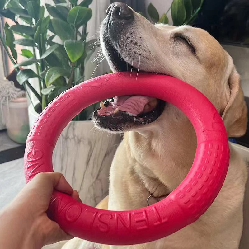 Chien et maître tirent chacun sur le jouet pour chien