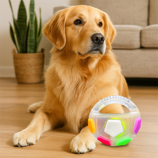 Chien heureux à la maison avec balle pour chien multicolore