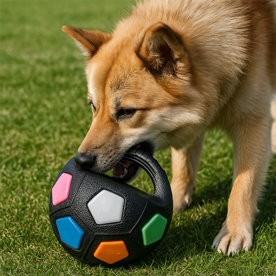 Chien joueur profitant d’une balle pour chien noire à poignée