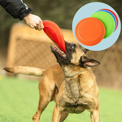 Chien Malinois et maître tirant ensemble sur un frisbee chien