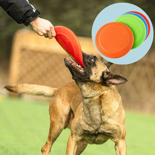 Chien Malinois et maître tirant ensemble sur un frisbee chien