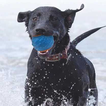 Chien nageant dans la mer avec une balle pour chien entre les crocs