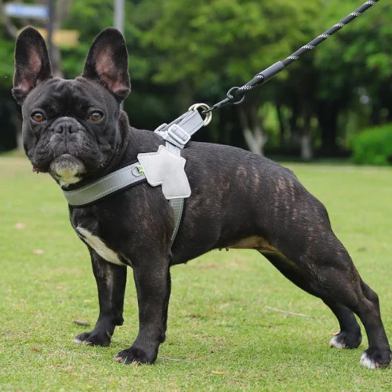 chien noir fier en extérieur portant un harnais anti traction pour chien