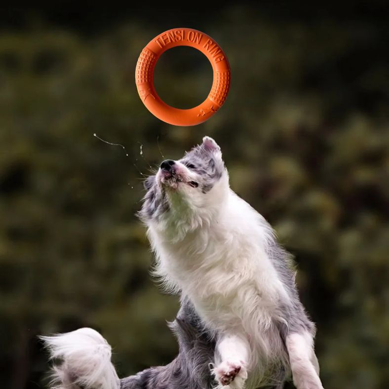 Chien sautant pour attraper un jouet pour chien orange