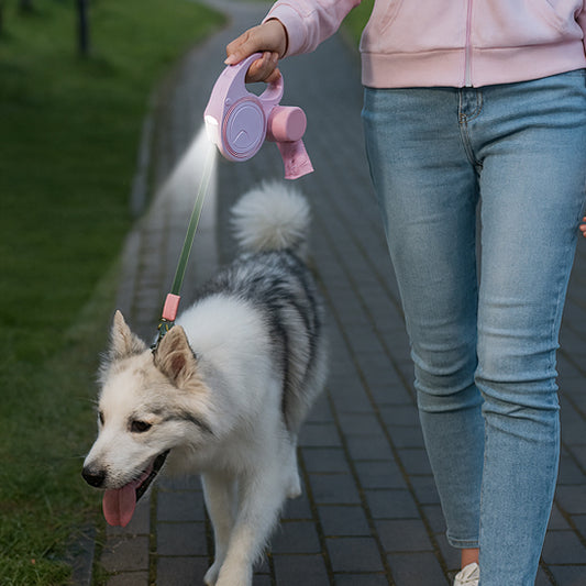 Chien visible dans la pénombre grâce à la laisse enrouleur LED