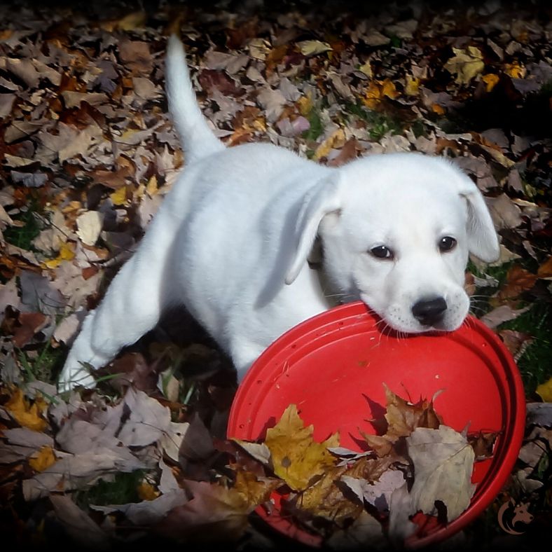 Chiot curieux jouant avec un frisbee chien un peu trop grand