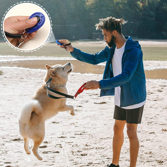 clicker chien pour apprendre des comportements positifs