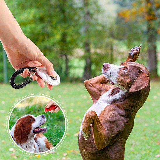 clicker chien pour perfectionner ses apprentissages canins