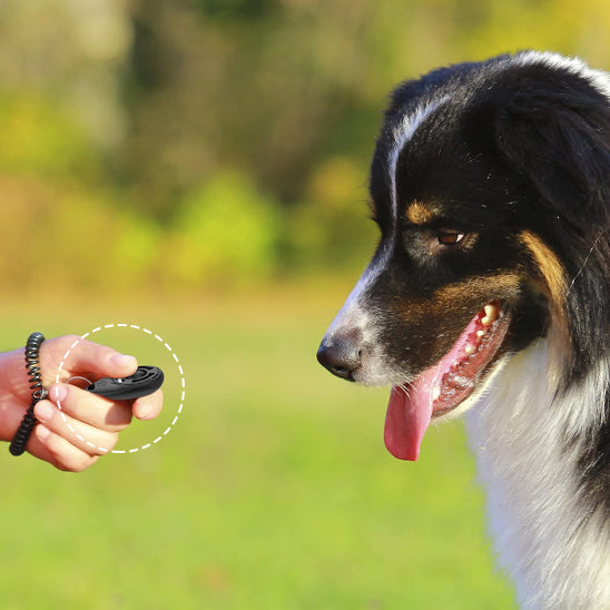 clicker chien pour un apprentissage agréable et efficace