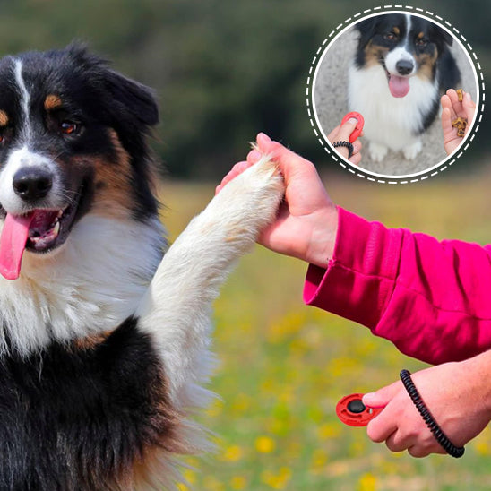 clicker chien technique de renforcement positif réussie