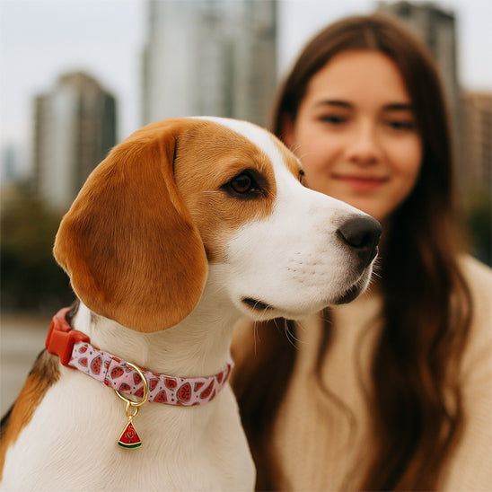 Collier chien fruité porté avec style aux côtés de sa maîtresse