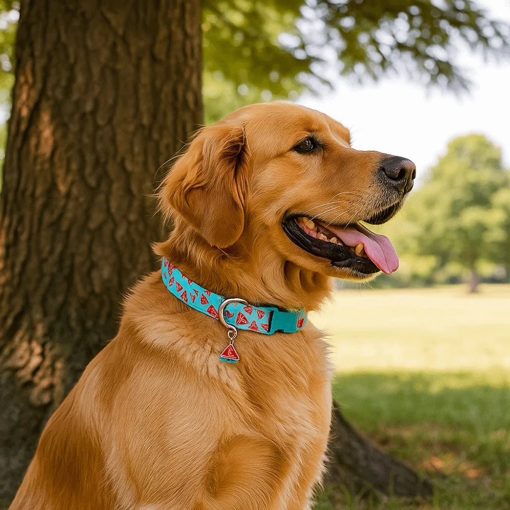 Collier chien motif melon d’eau bleu sur Golden Retriever élégant