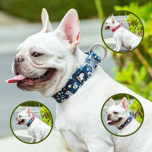 Collier chien pour promenades confortables toute l’année