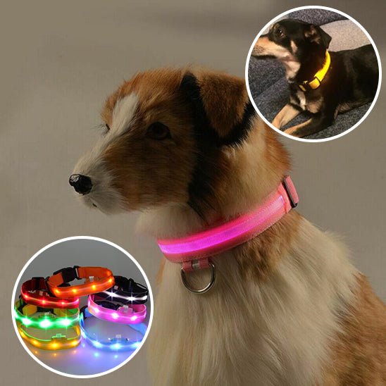 collier lumineux pour chien activé en moins de 5 secondes pour proteger votre compagnon
