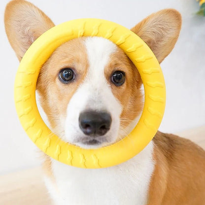 Corgi avec un jouet pour chien anneau placé autour du museau