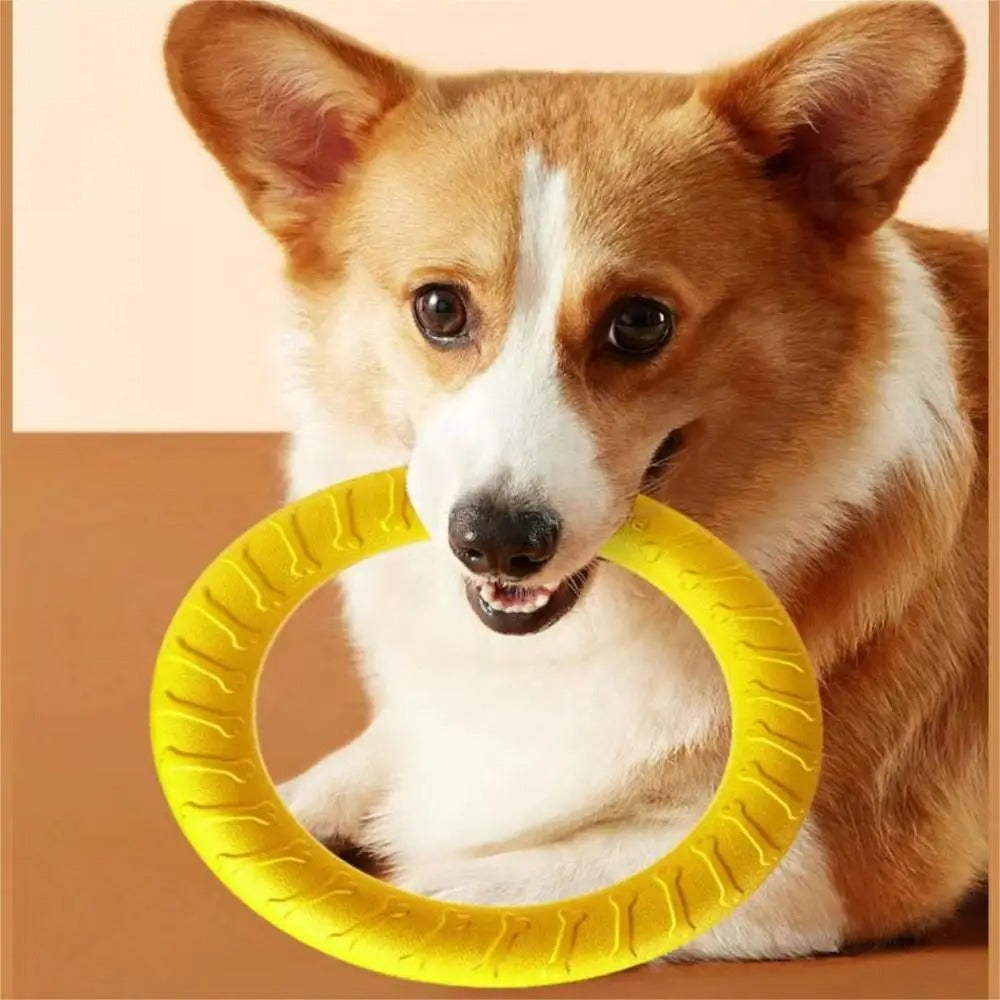 Corgi avec un jouet pour chien en forme d’anneau à l’intérieur