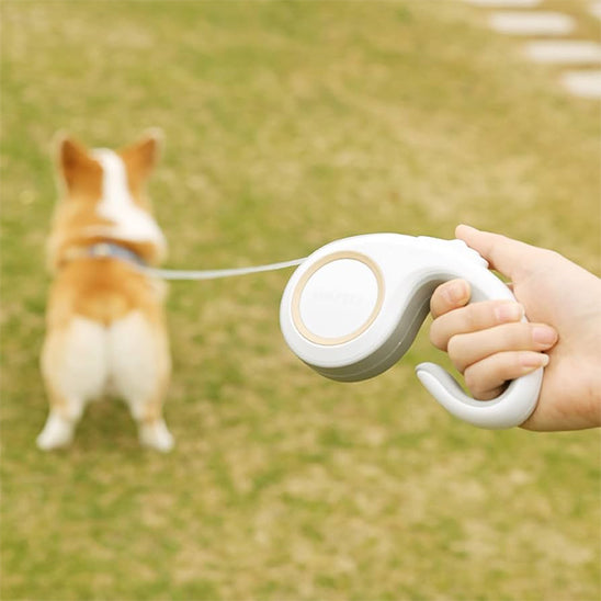 Corgi en promenade avec laisse pour chien enrouleur confortable