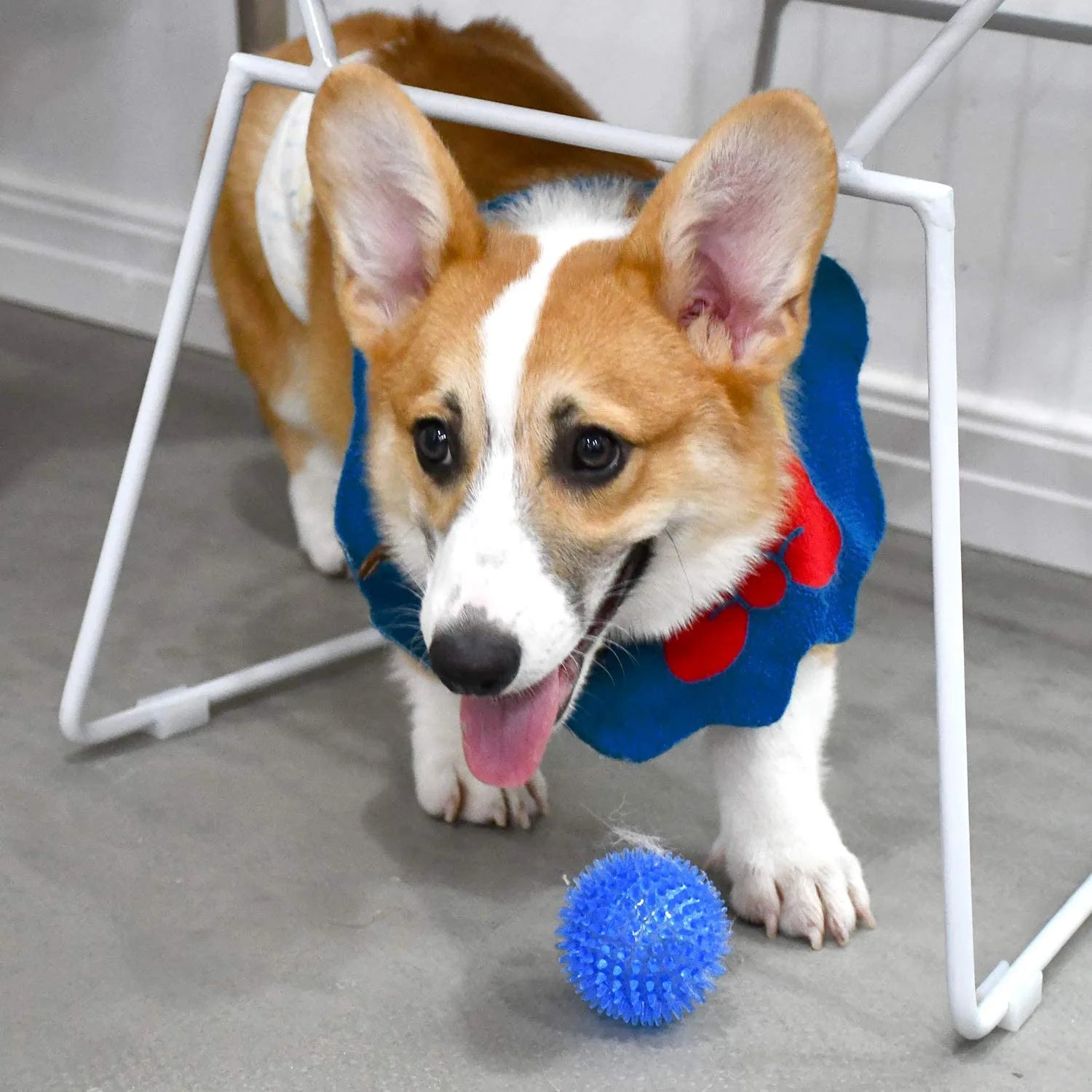 Corgi jouant activement avec sa balle pour chien bleue