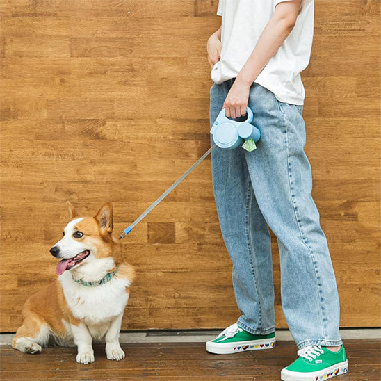 Corgi marche à côté de son maître avec laisse enrouleur