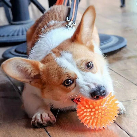 Corgi mordille sa balle pour chien orange avec enthousiasme