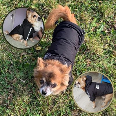 Détails réfléchissants au niveau des épaules du manteau chien avec inscription visible