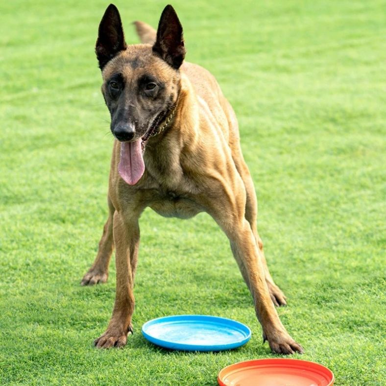 Deux frisbee chien au sol devant un Malinois attentif