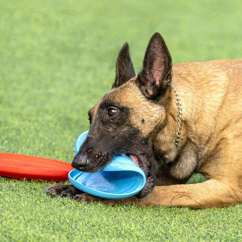 Frisbee chien souple mâchonné, toujours intact et résistant