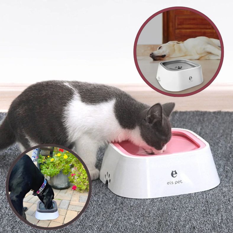 gamelle anti debordement chien et pour chat