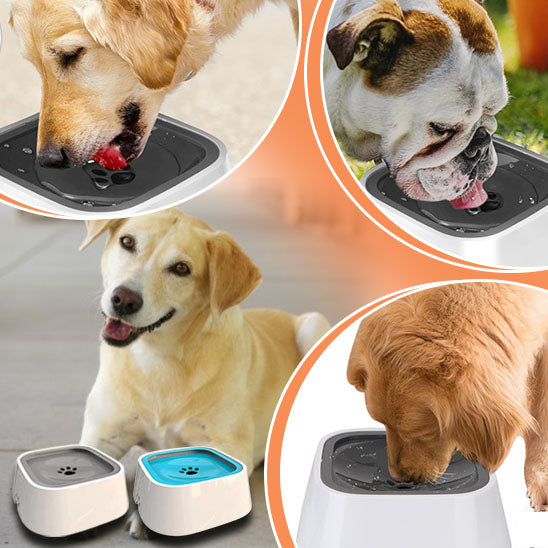 gamelle anti debordement chien pour hydratation plus lente