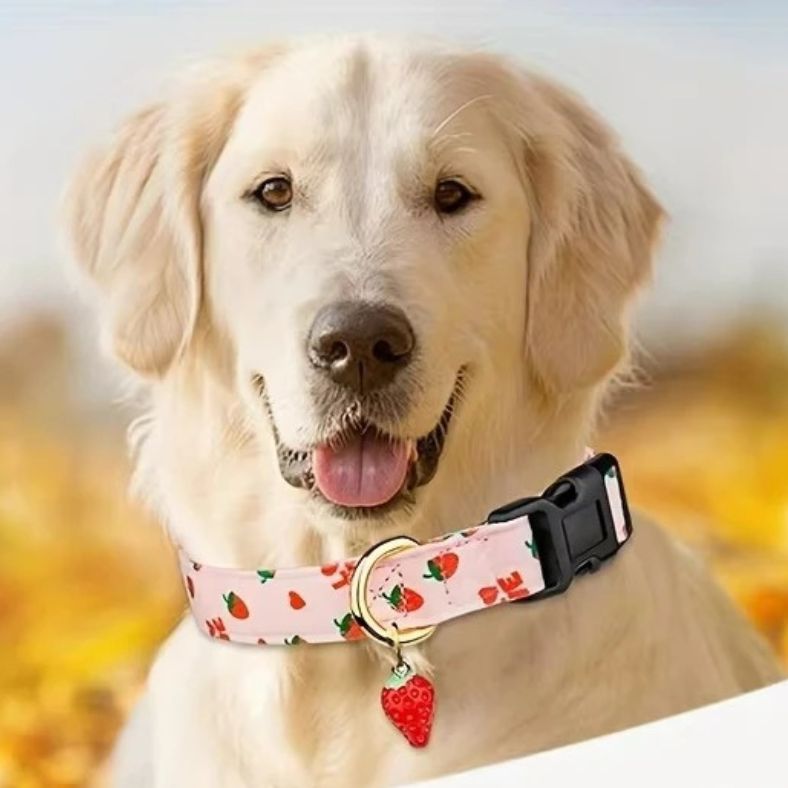Golden Retriever avec collier chien motif fraise et médaillon fruit