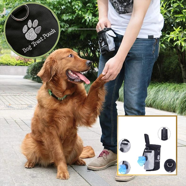 Golden retriever marche au pied avec sa maîtresse et pochette friandise chien
