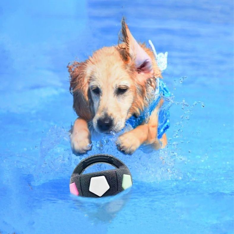 Golden Retriever nageant joyeusement avec balle pour chien flottante