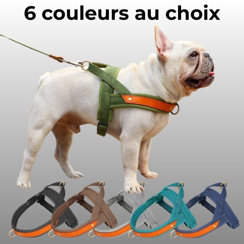 harnais anti traction pour chien disponible en 6 couleurs différentes