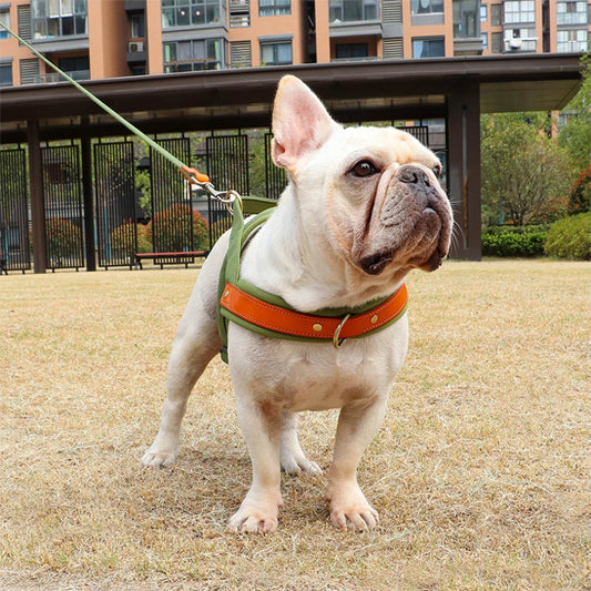 harnais anti traction pour chien ergonomique et confortable