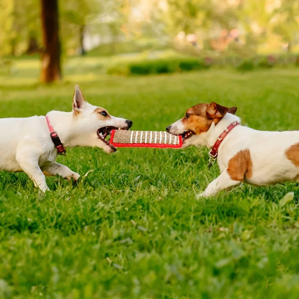 jouet pour chien pour stimulation mentale et plaisir partagé