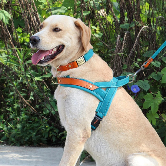 labrador avec harnais anti traction pour chien confortable