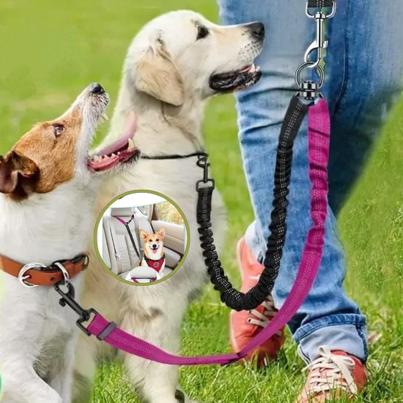 Laisse double pour chien avec attache voiture pour voyage sécurisé