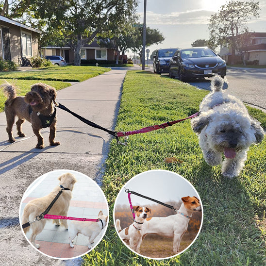 Laisse double pour chien pour balade deux chiens sans stress