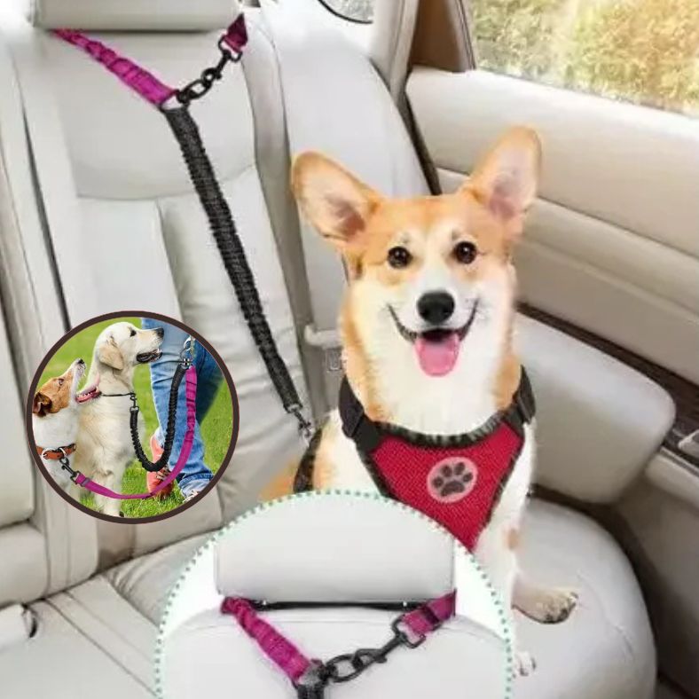 Laisse double pour chien sécurité renforcée dans la voiture