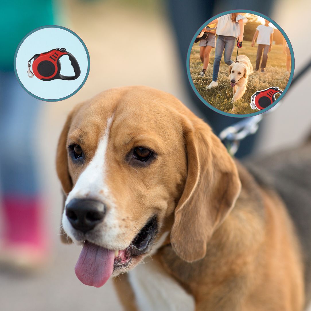 laisse enrouleur pour chien qui aime explorer son environnement