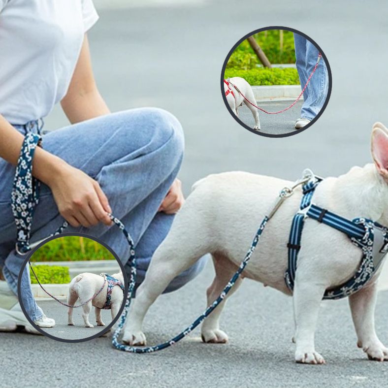 Laisse pour chien douce mais résistante à la traction