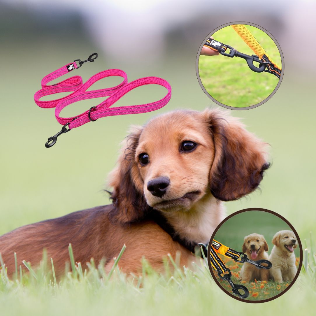 Laisse pour chien | Truelove FreeStride - Annie - Mo