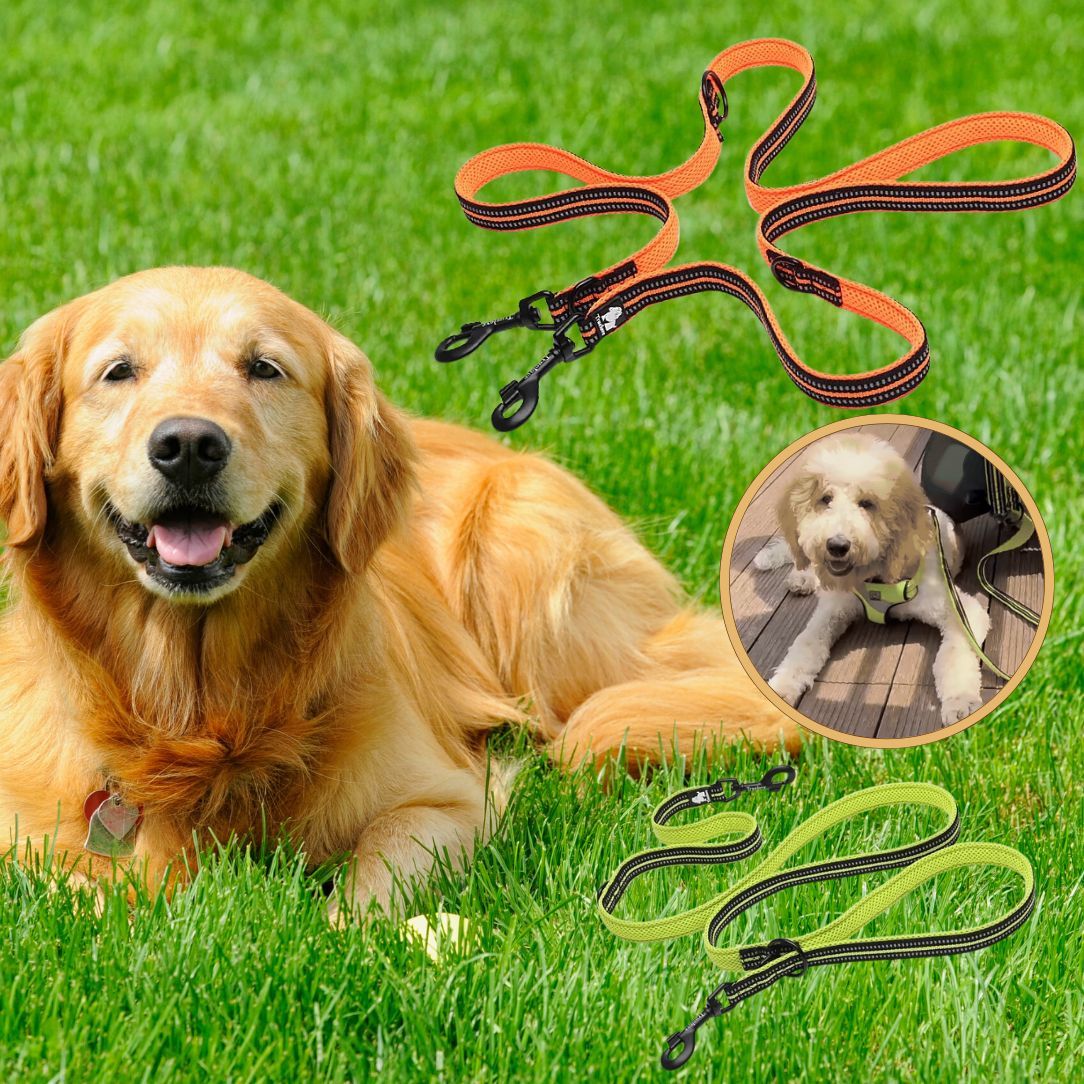 Laisse pour chien | Truelove FreeStride - Annie - Mo